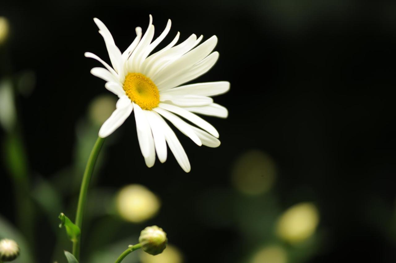 Rose Farm Bed & Breakfast โฮนิทัน ภายนอก รูปภาพ