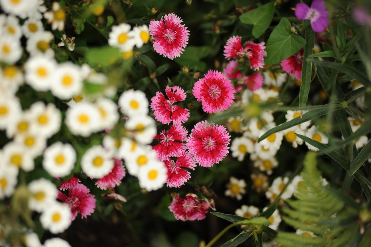 Rose Farm Bed & Breakfast โฮนิทัน ภายนอก รูปภาพ