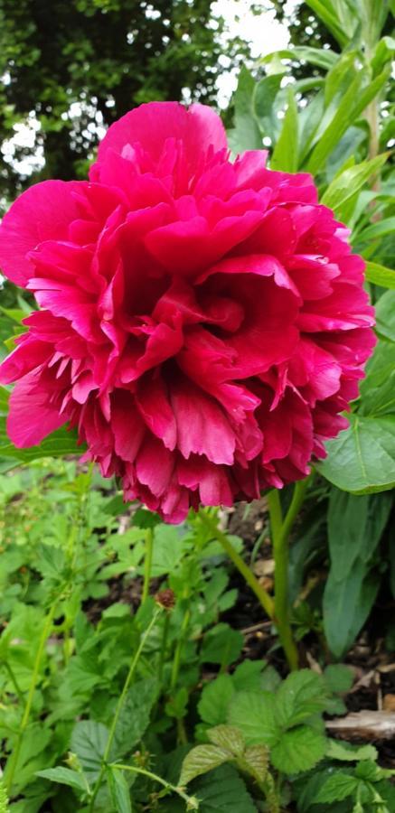 Rose Farm Bed & Breakfast โฮนิทัน ภายนอก รูปภาพ
